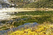 51 Lago Piccolo ricoperto in gran parte da erbe acquatiche